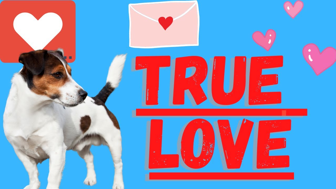 Video thumbnail for Jack Russell Terriers (10 Surprising Ways Jack Russell's Show Love Towards You)