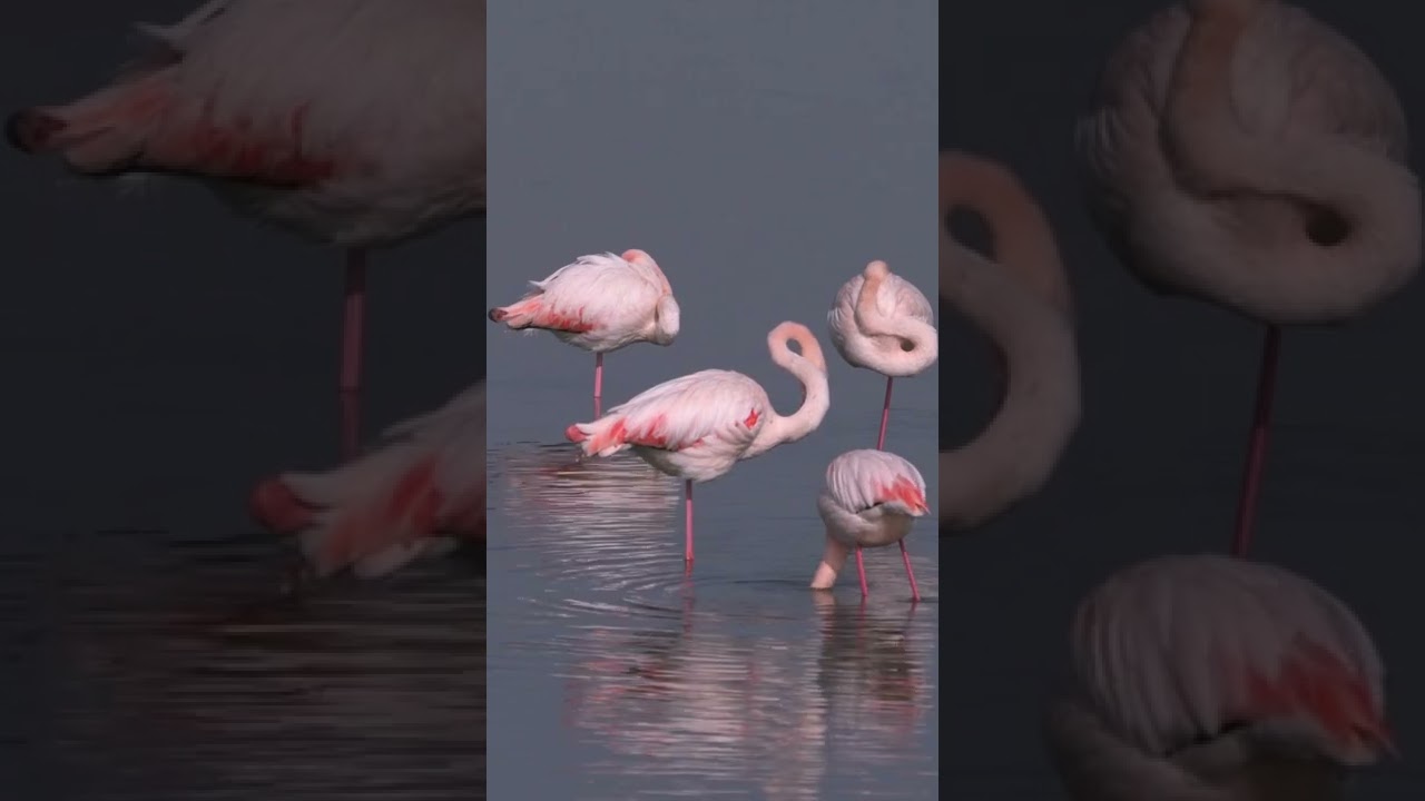 Video thumbnail for Greater Flamingo Perching On One Leg In a Lake