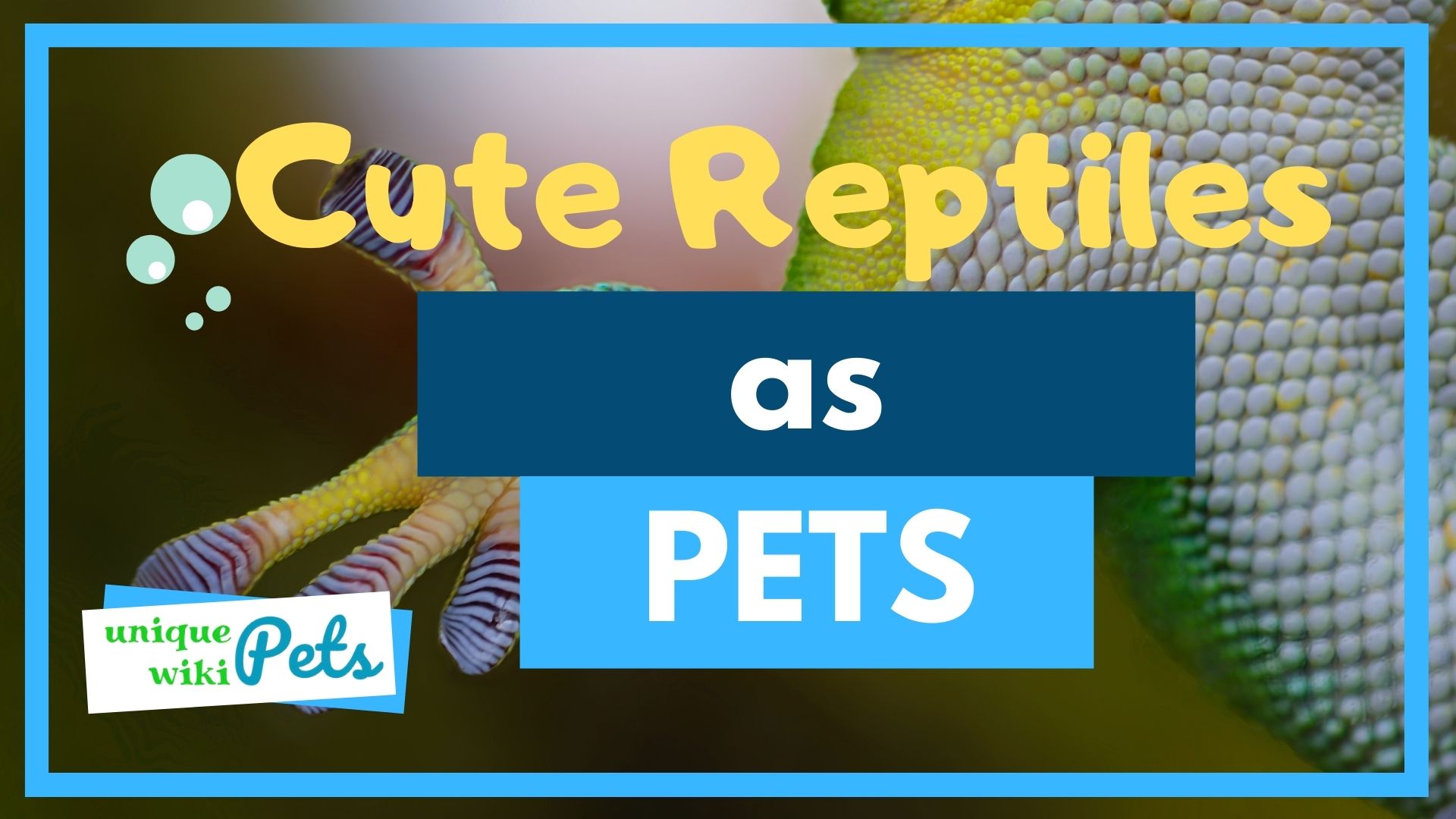 'Video thumbnail for Cute Reptiles as Pets'