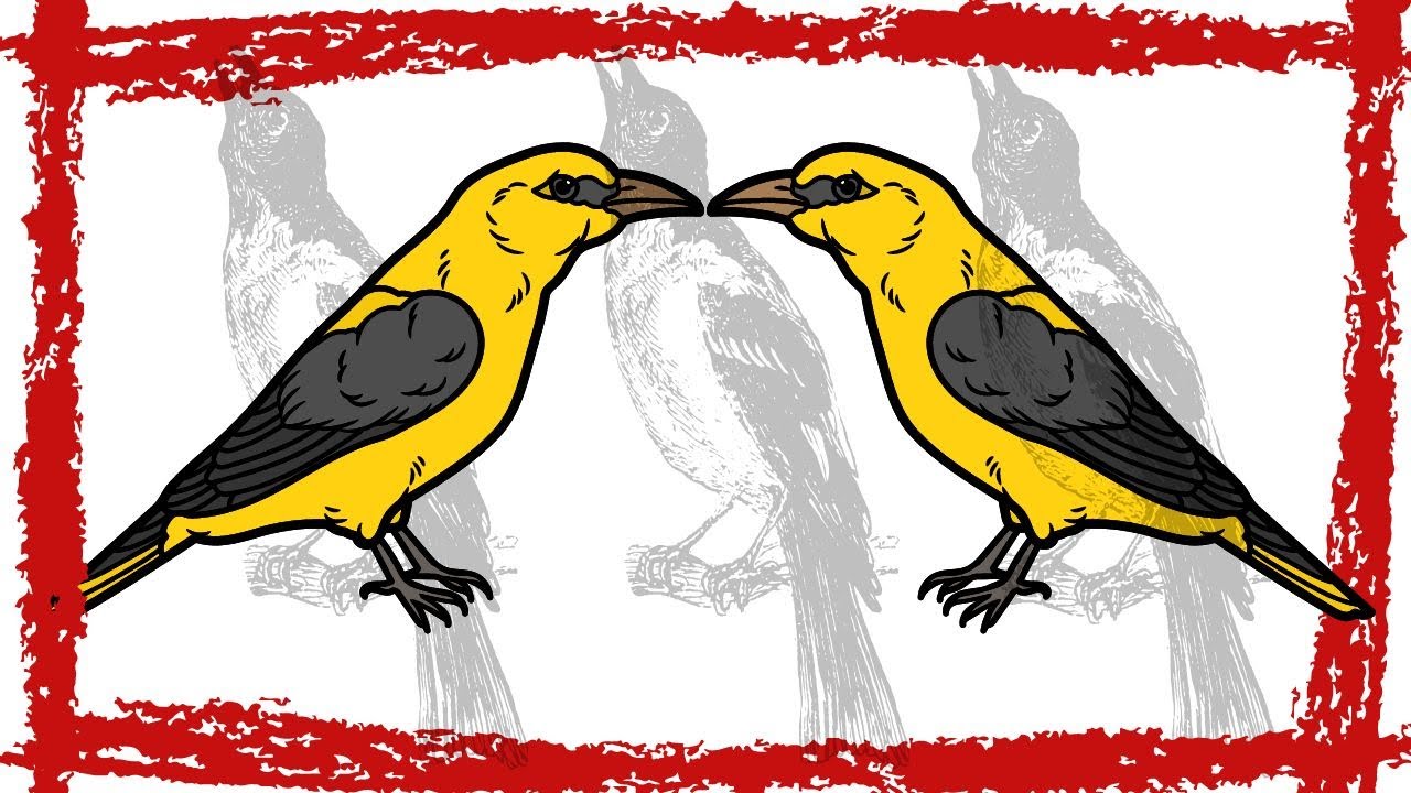 Video thumbnail for Super cute! Watch the Black-naped Oriole's fascinating sounds and mesmerizing call in this video