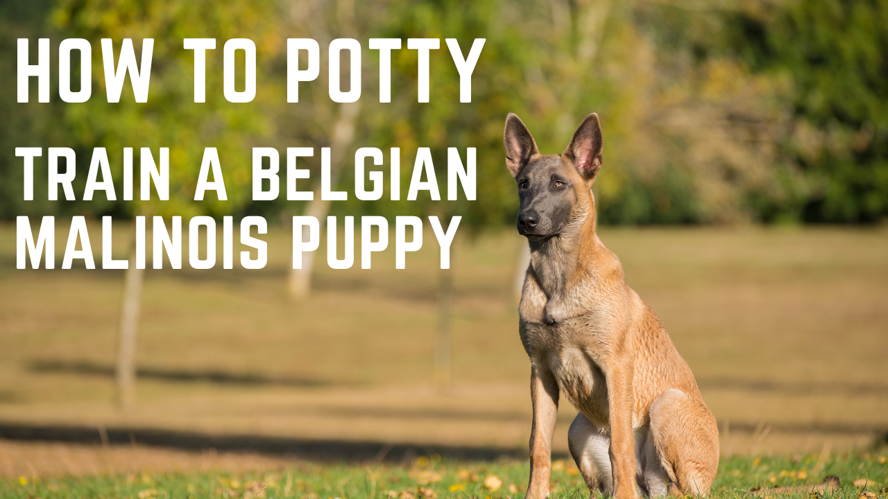 Video thumbnail for Belgian Malinois Puppy, How to potty train a Belgian Malinois Puppy