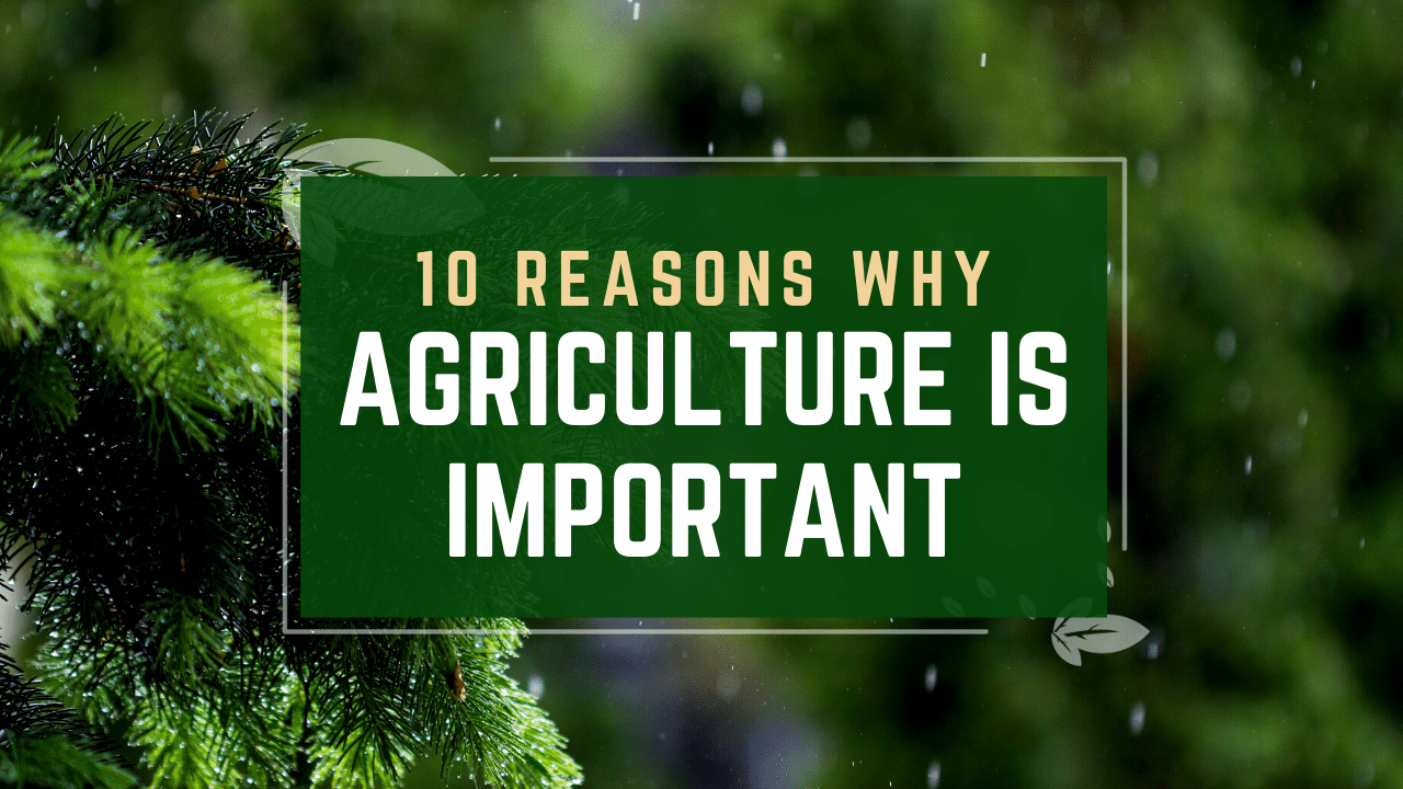 Video thumbnail for 10 Reasons Why Agriculture Is Important