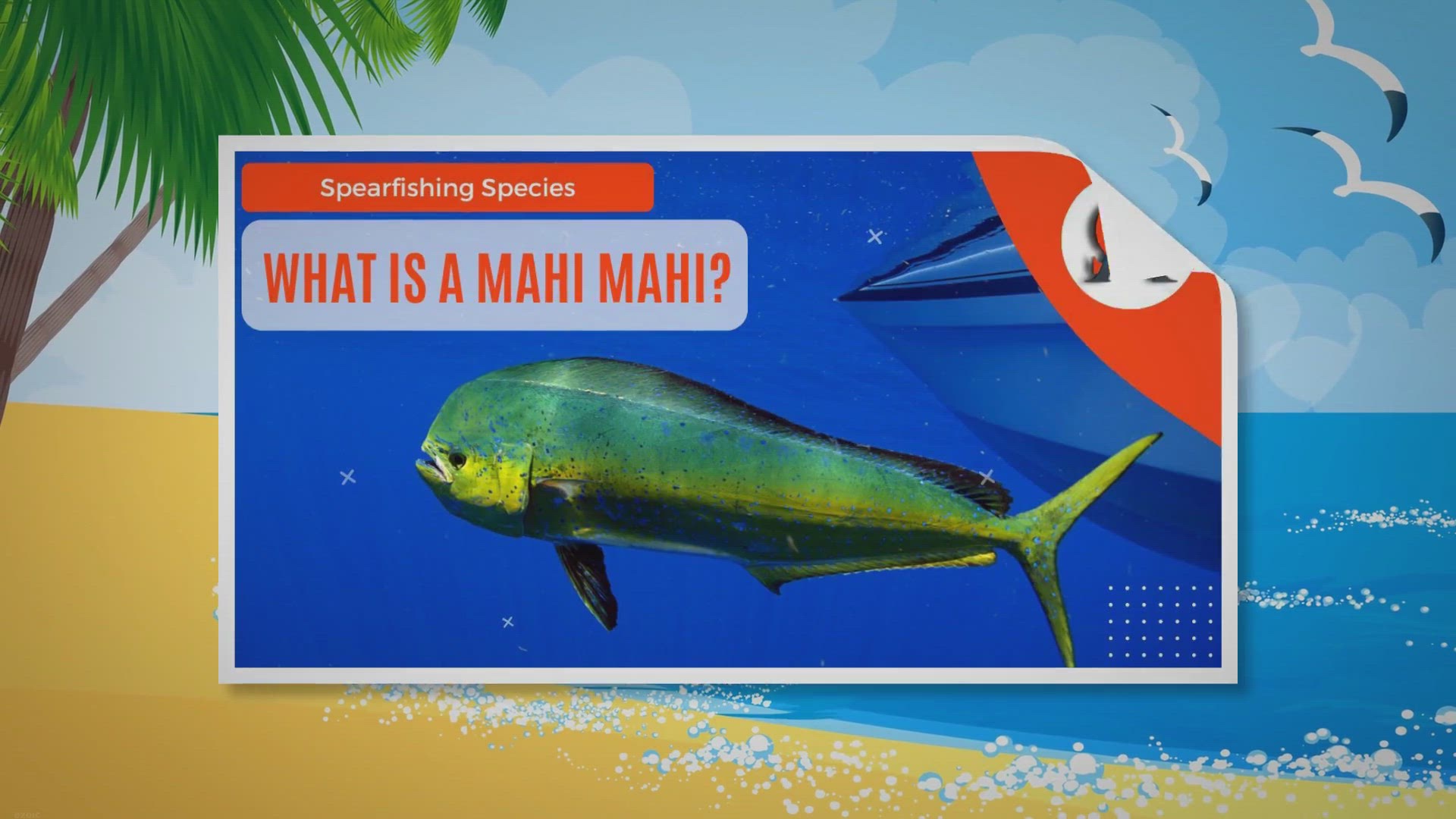 Video thumbnail for What Is A Mahi Mahi?