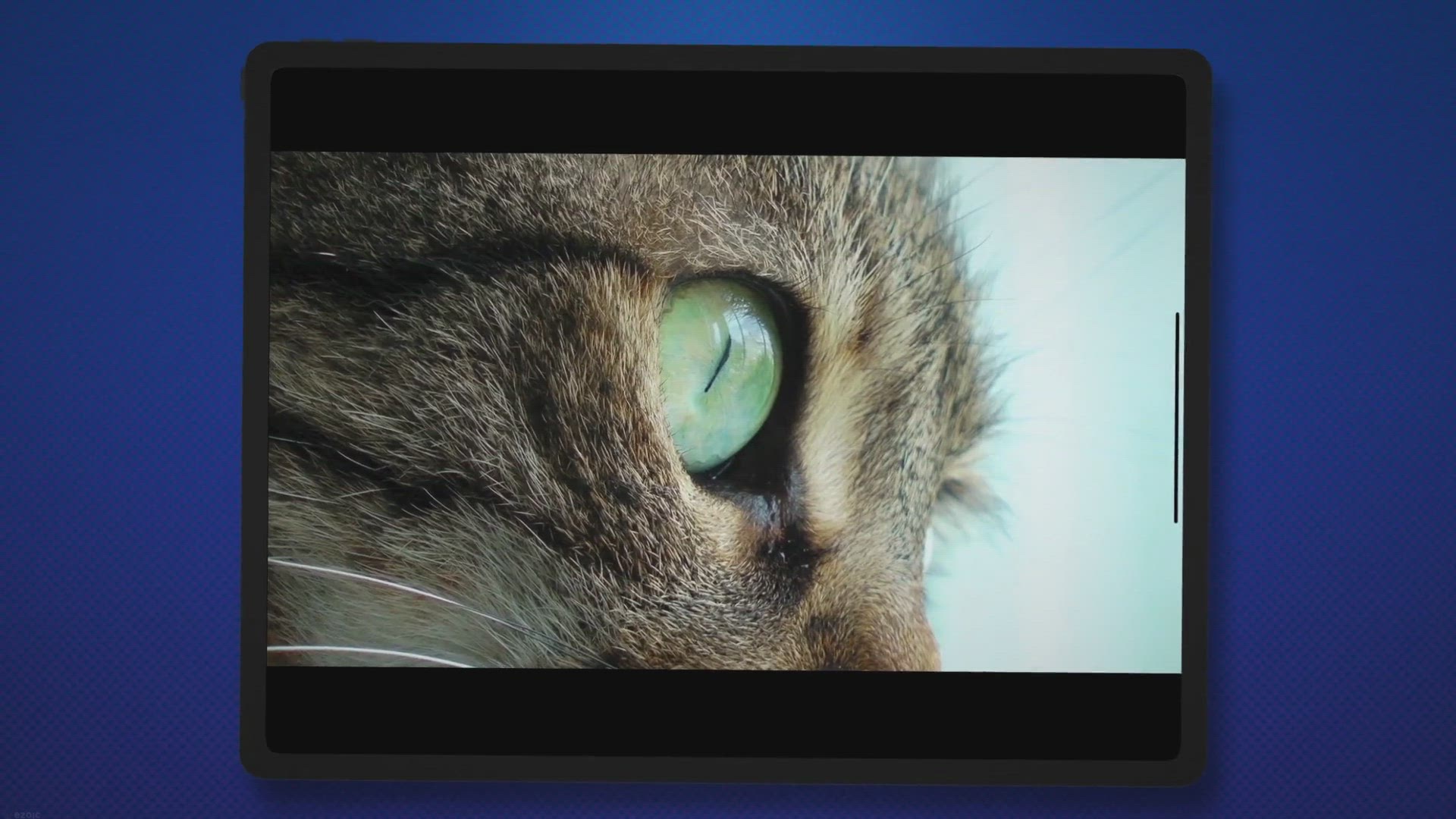 Video thumbnail for What Colors Can Cats See?