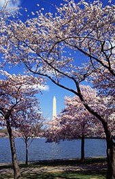 'Video thumbnail for Cherry Trees in Washington, DC'