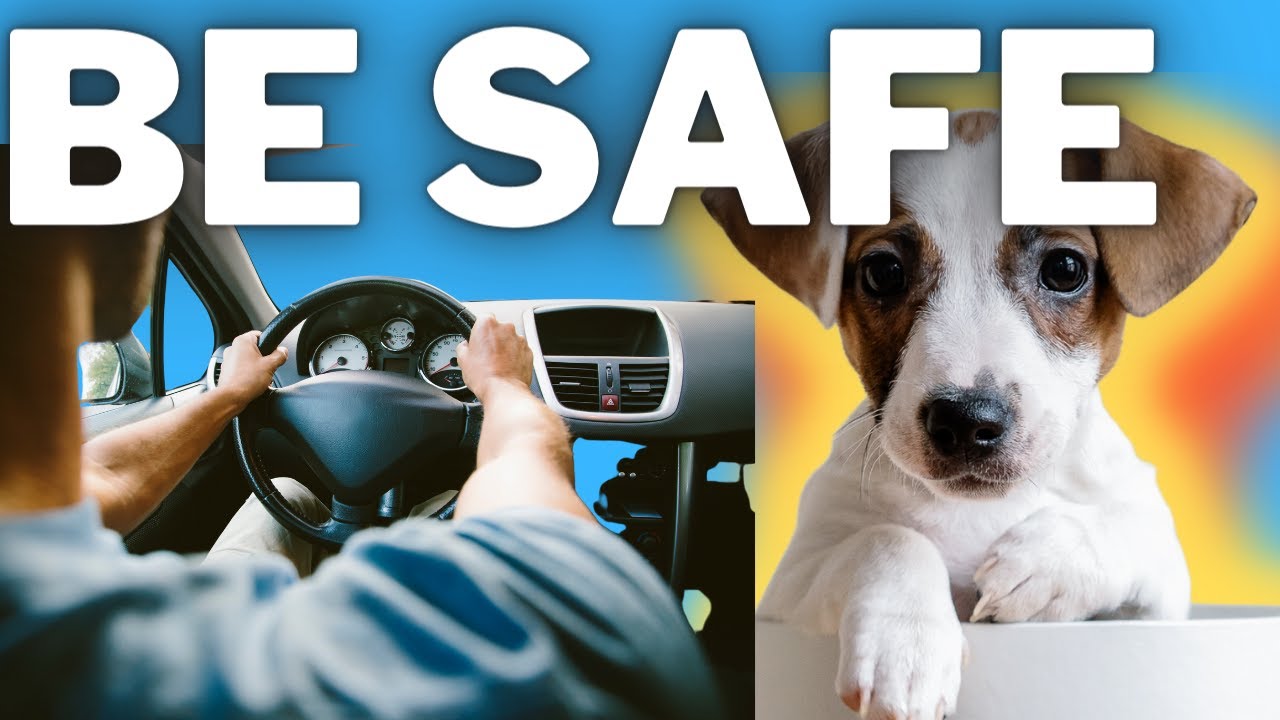 Video thumbnail for Make It Safer! Jack Russell Terriers and The Benefits of Dog Car Seats