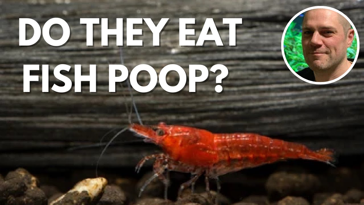 Video thumbnail for Do Red Cherry Shrimp Eat Fish Poop? WILL RED CHERRY SHRIMP BREAK DOWN THE FISH POOP?
