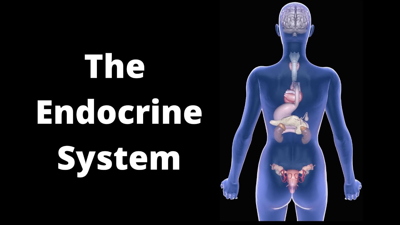 'Video thumbnail for The Major Glands of the Endocrine System What You Need to Know'