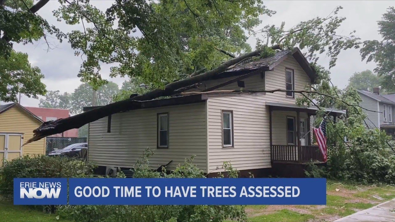 Video thumbnail for Importance of Getting Trees Assessed