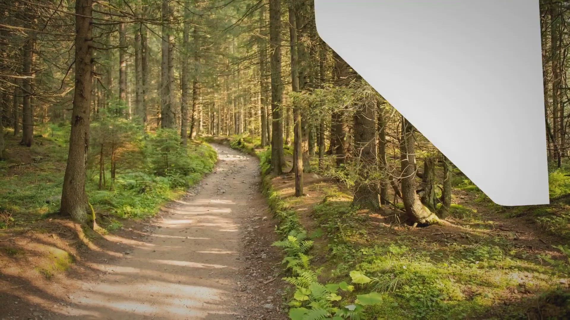 Video thumbnail for Using Rocks For Drainage In Pots / the 2 Most Common Cases In Which This Practice Is Highly Desirable