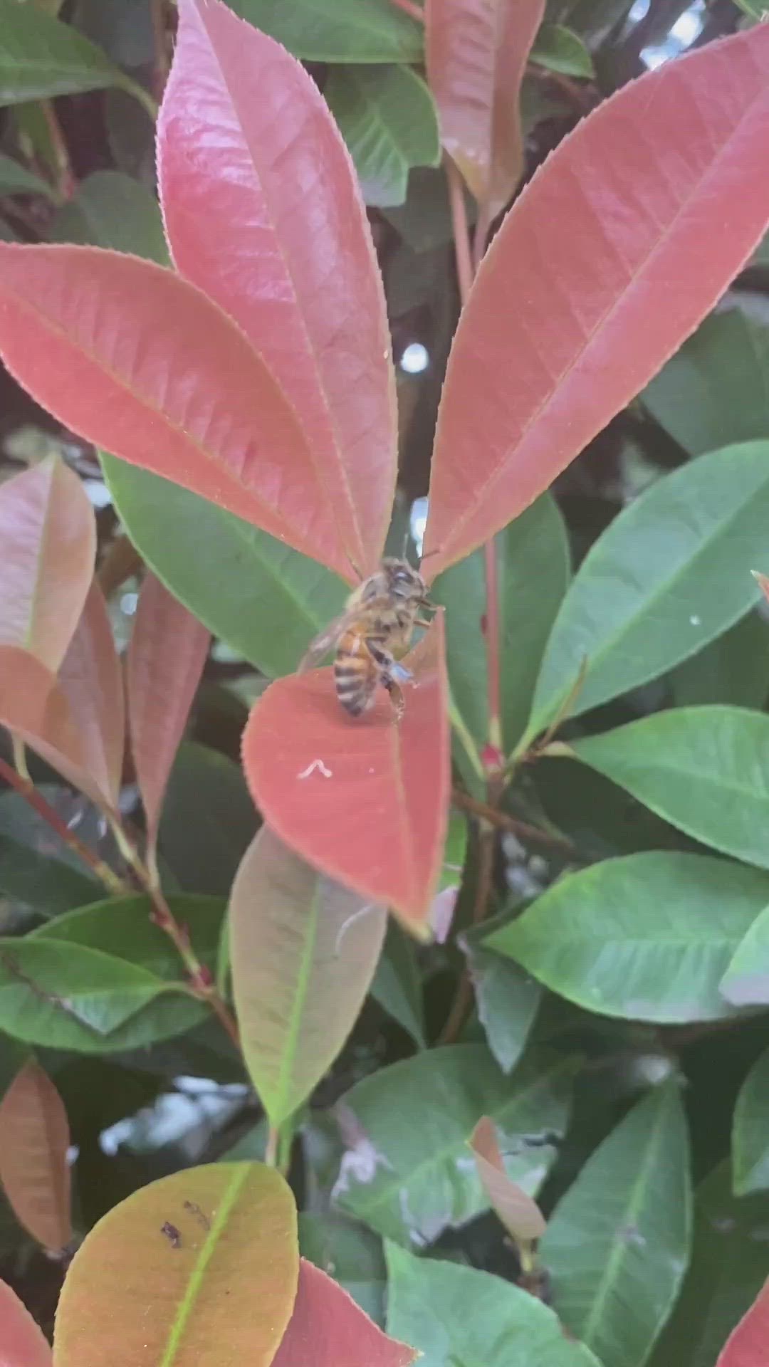 Video thumbnail for Bee Breathing