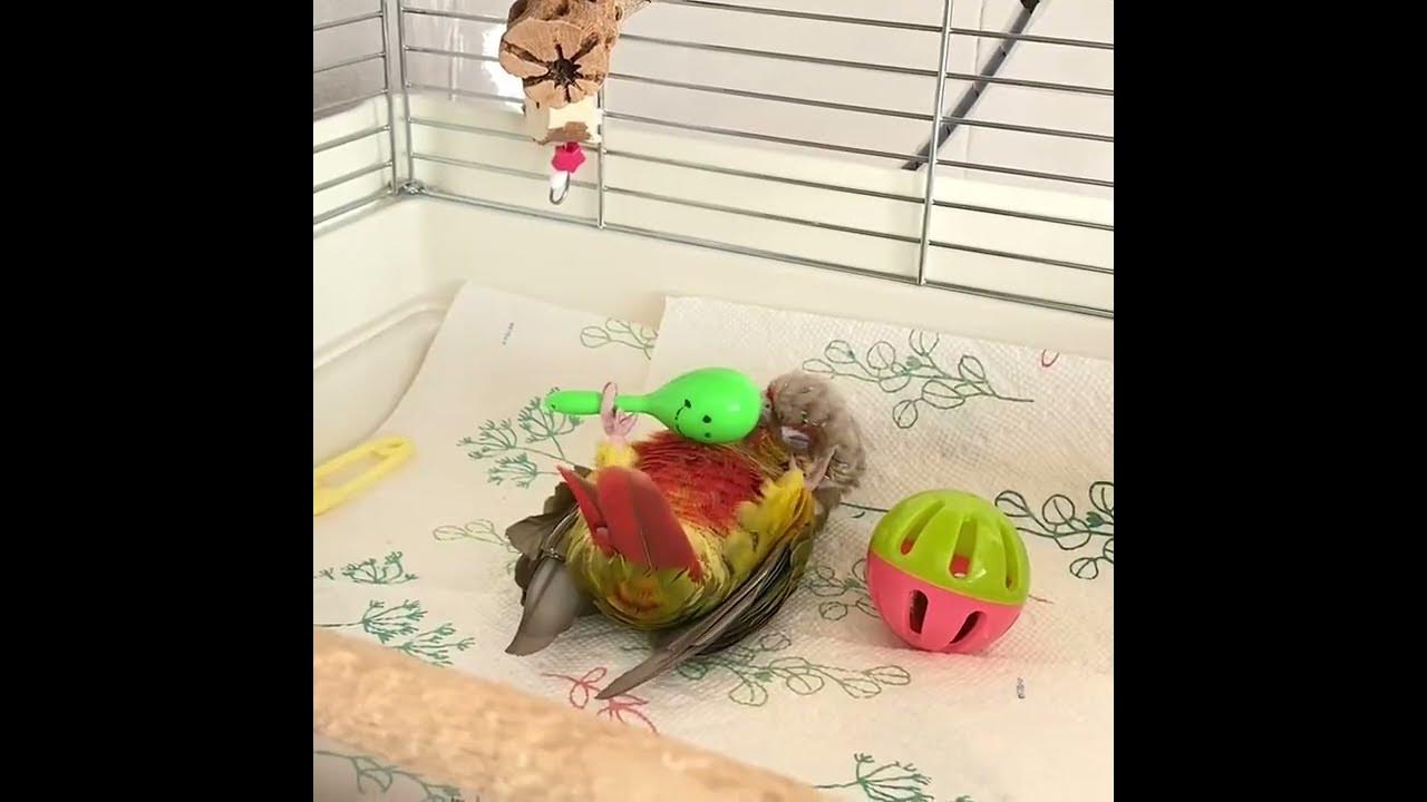 Video thumbnail for Conure parrot toys