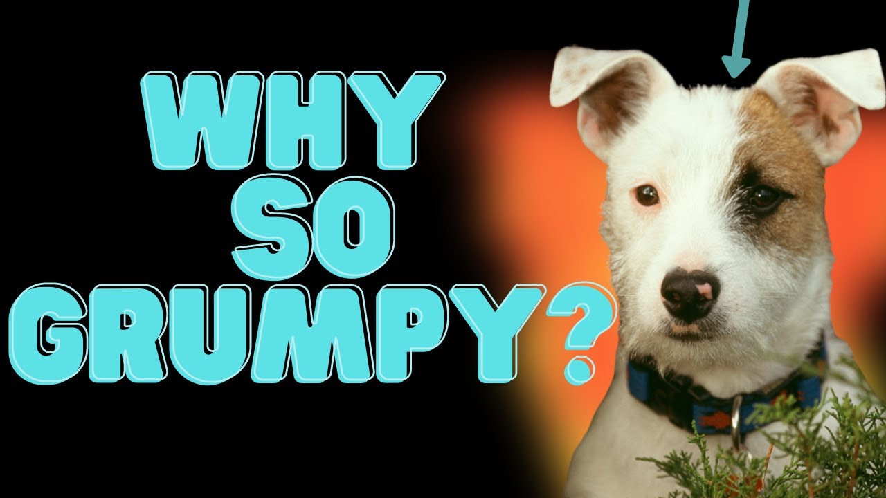 Video thumbnail for Grumpy Jack Russell Terriers 🐶(How To Deal With Them!🏮)