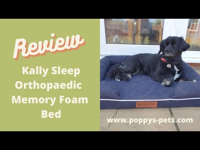 'Video thumbnail for The KallySleep Sleep Experiment - What do Dogs Dream of? '
