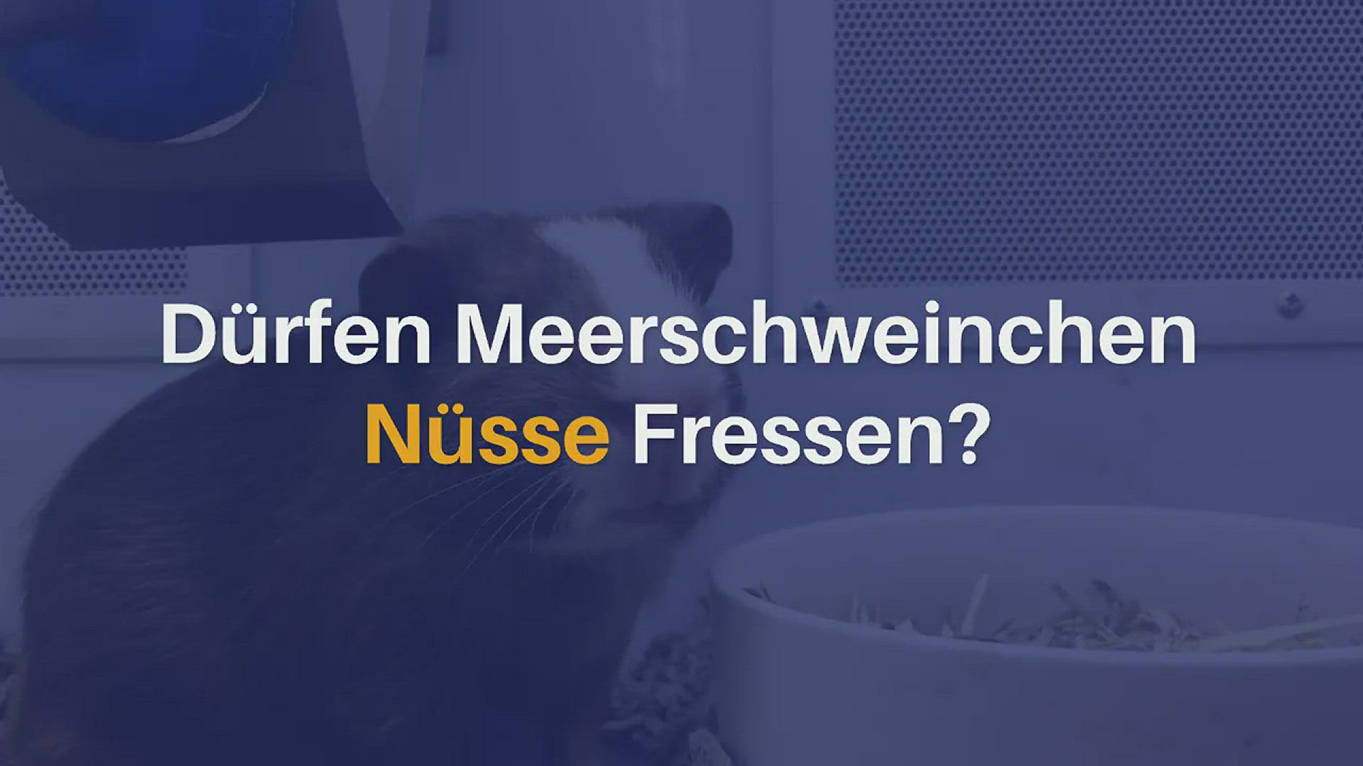 Video thumbnail for Dürfen Meerschweinchen Nüsse essen?