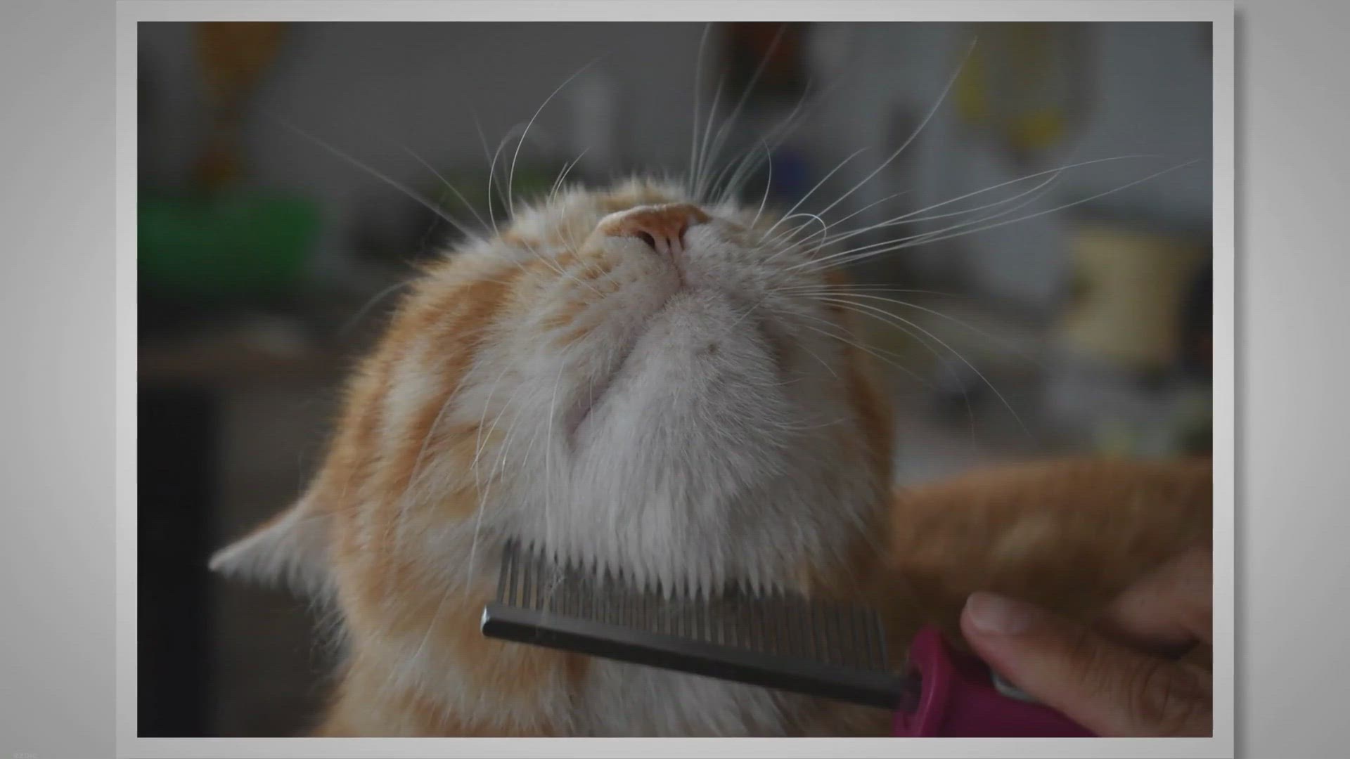 Video thumbnail for Entretien du poil de mon chaton ou mon chat. - Cha-Dog