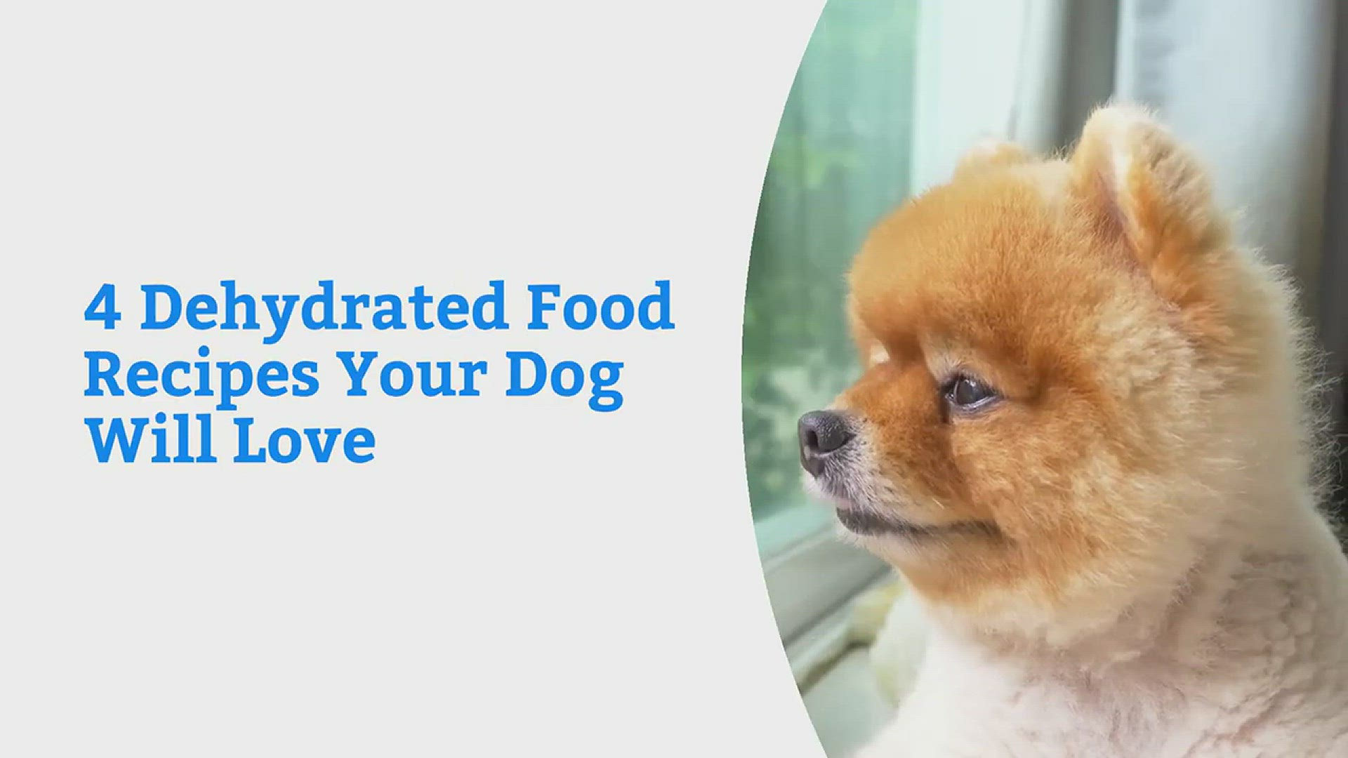Video thumbnail for The Top 4 Dehydrated Dog Foods Your Canine Friend Will Love!