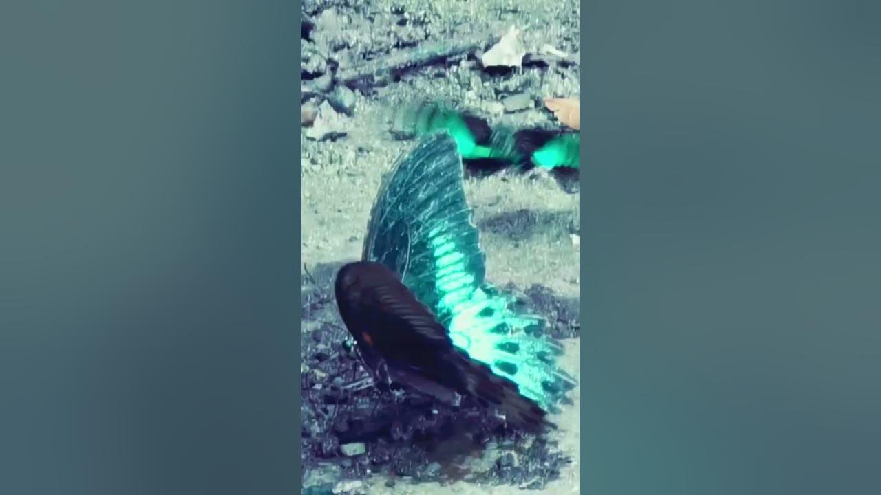 Video thumbnail for Beautiful butterfly Blue Mormon #shorts