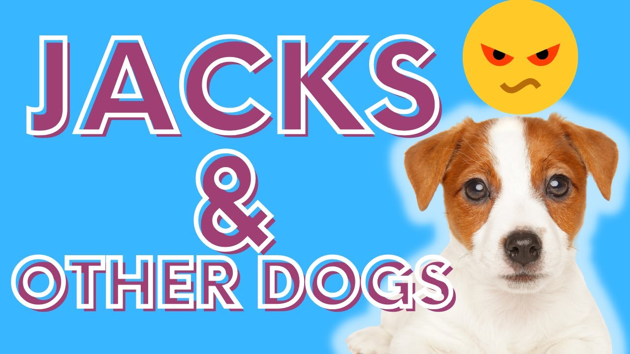 Video thumbnail for Crucial Advice (Jack Russell Terriers And Other Dogs): Adopting, Socializing and Succeeding!