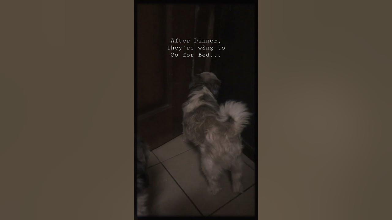 Video thumbnail for Our Shih Tzus ready for bed...