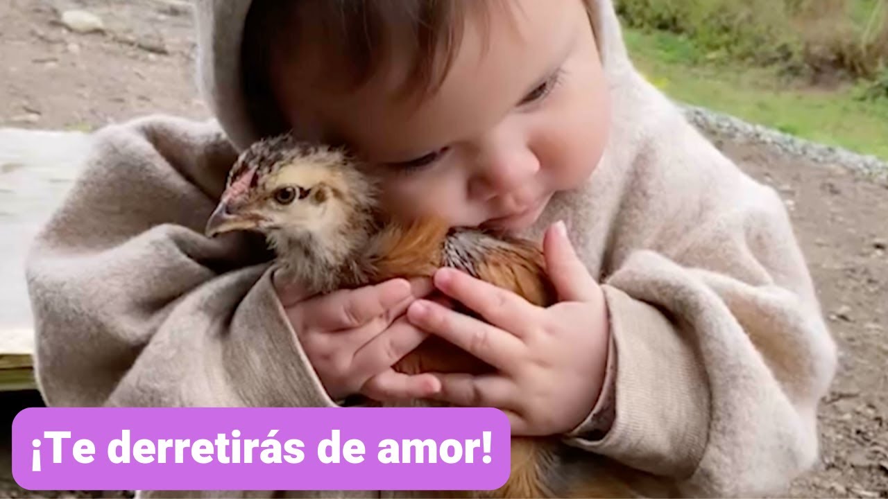 Video thumbnail for Bebé cuida los pollitos de su granja de manera muy especial ¡Te derretirás de amor! 😍🐥