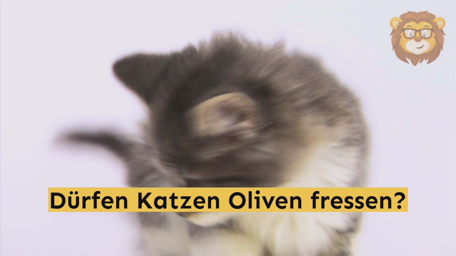 Video thumbnail for Dürfen Katzen Oliven Essen?