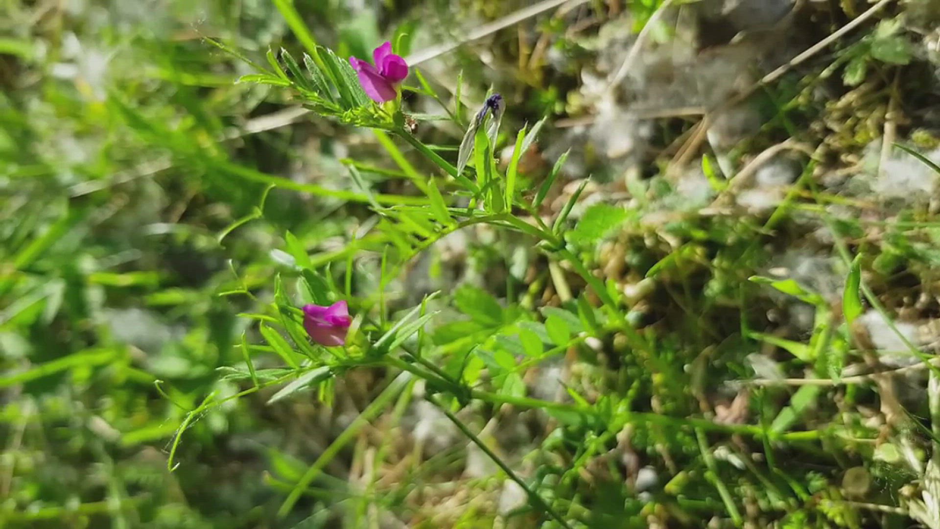 Video thumbnail for Dshamilja Roshani - Death And Beginnings