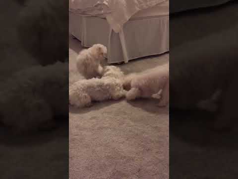 Video thumbnail for Sassy and Arya the 12 week old Maltese Puppy ganging up on poor Django!