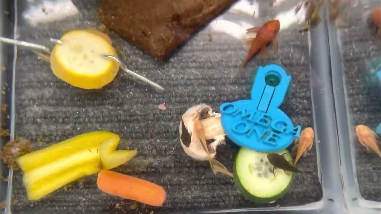 Video thumbnail for July 2022 Fish short and reels.