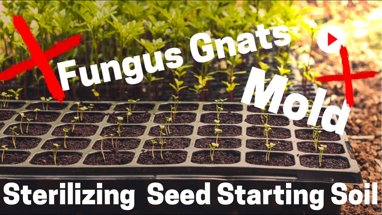 Video thumbnail for Sterilizing Seed Starting Soil Mixtures. No More Mold & Fungus Gnats When Seed Starting. 🥬