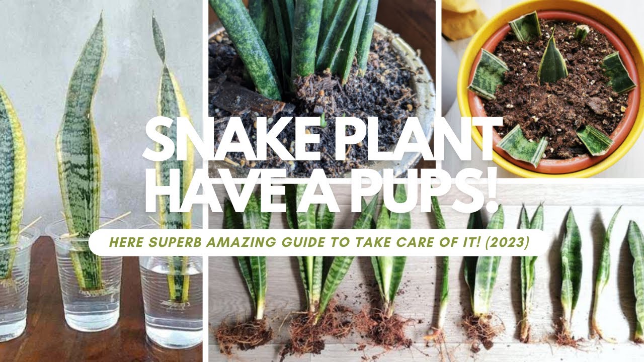 Video thumbnail for Snake Plant Have Pups! Here Superb Amazing Guide To Take Care Of It! (2023)