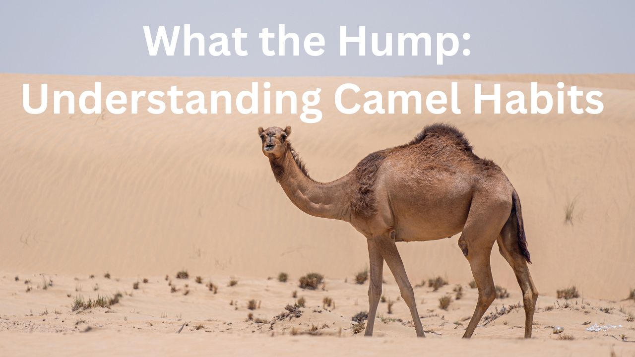 'Video thumbnail for What the Hump: Understanding Camel Habits'