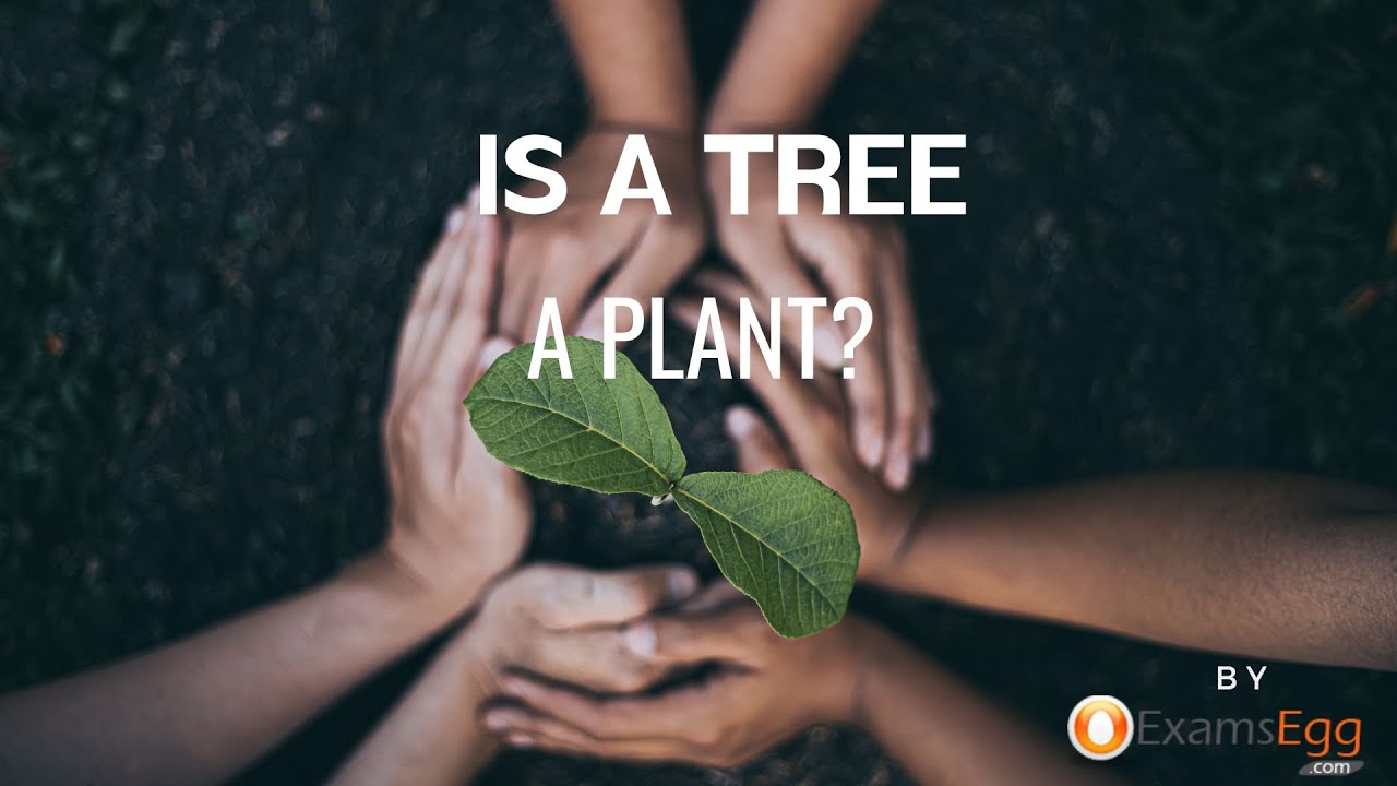 'Video thumbnail for Is a Tree a Plant?'