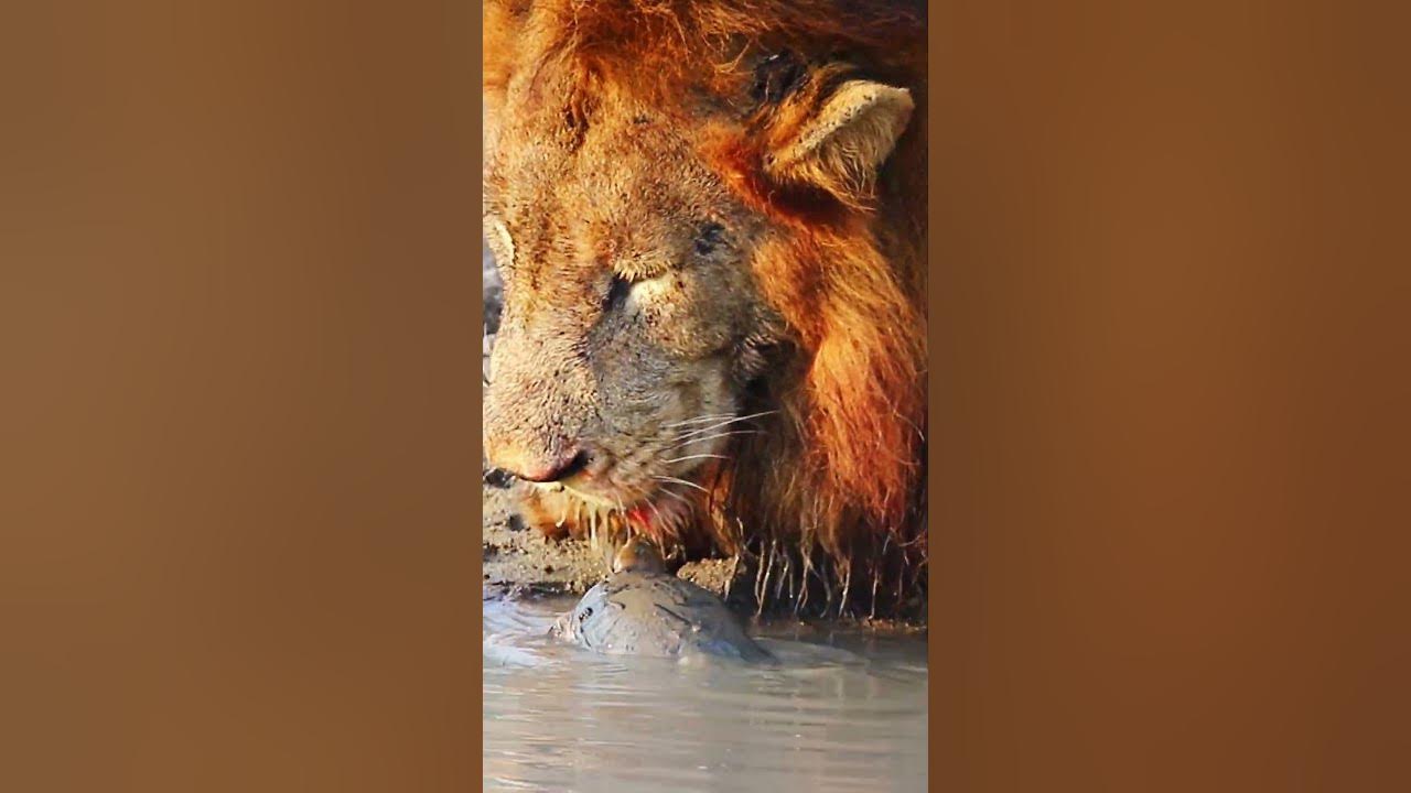 Video thumbnail for Turtle chases lion away from his waterhole 🦁🐢🤣
