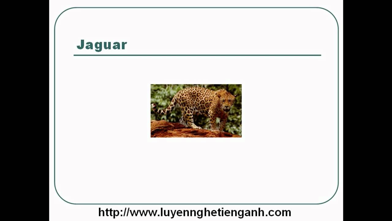 'Video thumbnail for Learn English Vocabulary Through Pictures - Topic - Animals Lesson 07'
