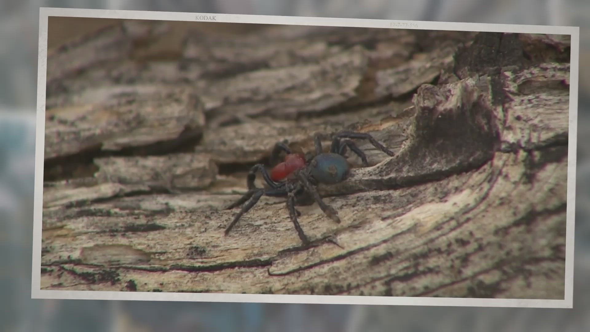 Video thumbnail for Mousey Spideyyy