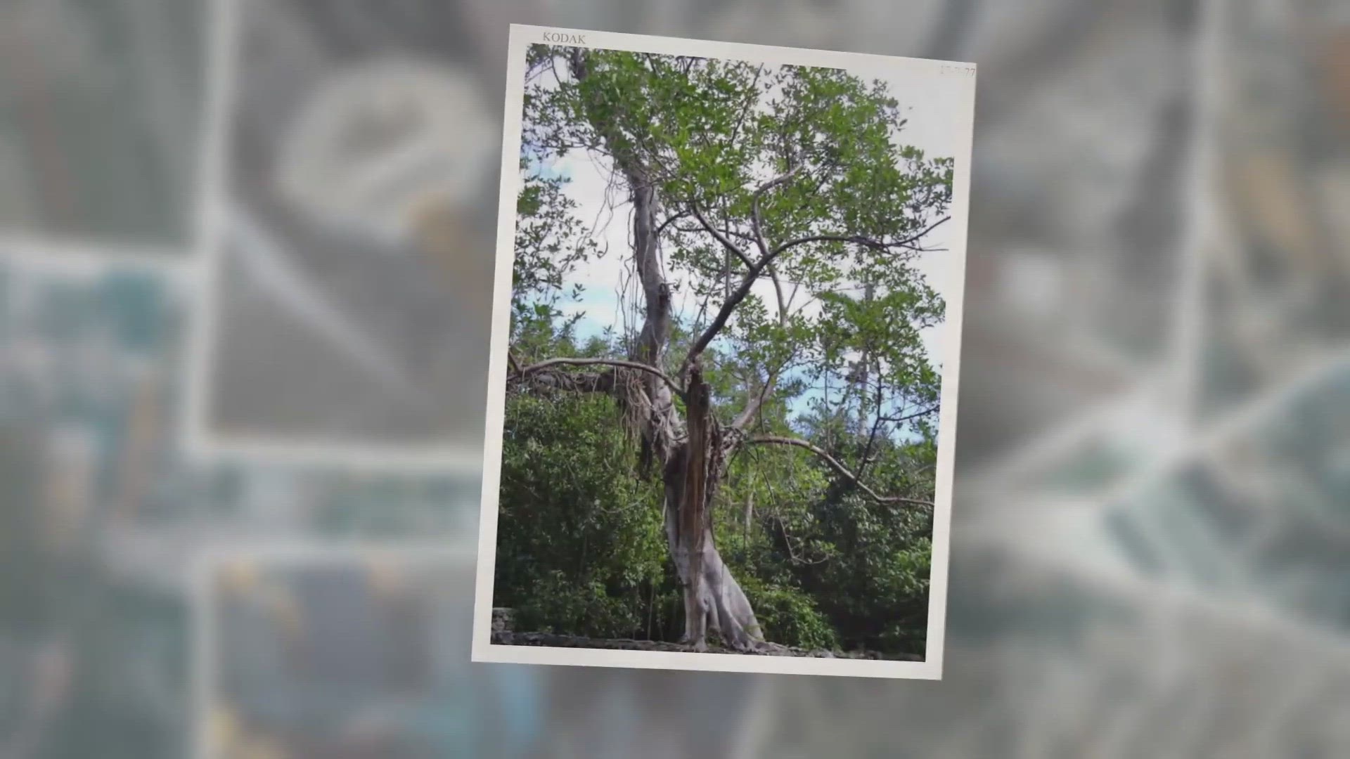 Video thumbnail for  Florida strangler fig