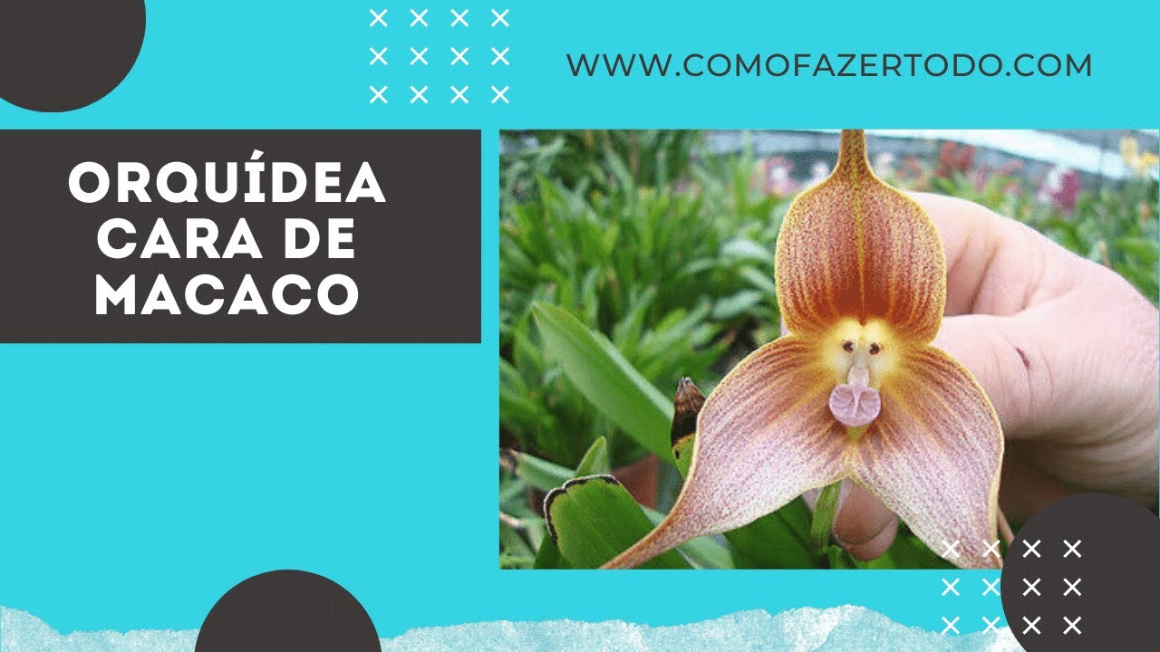 Video thumbnail for Orquídea Cara de Macaco - Orquídea Rara - Como Plantar e Cuidar