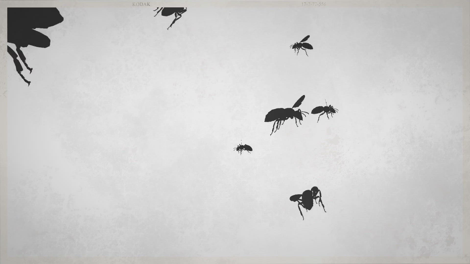 Video thumbnail for Help! My Dog Is Afraid Of Flies