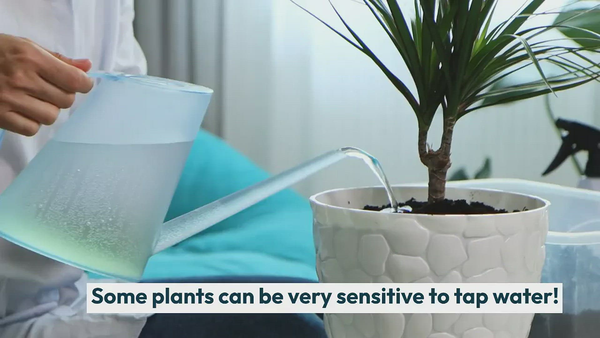 'Video thumbnail for Is Boiled Tap Water Good for Plants?'