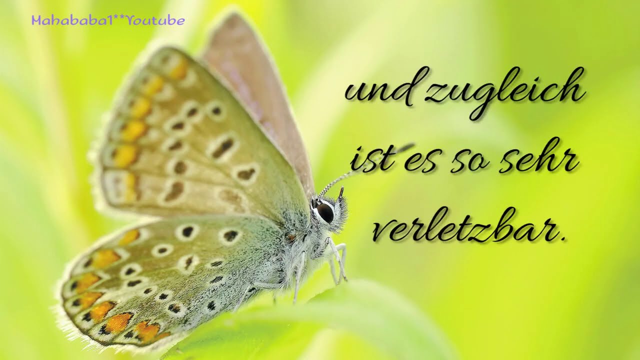 Video thumbnail for Vertrauen .... dazu kann ich nicht viel mehr sagen