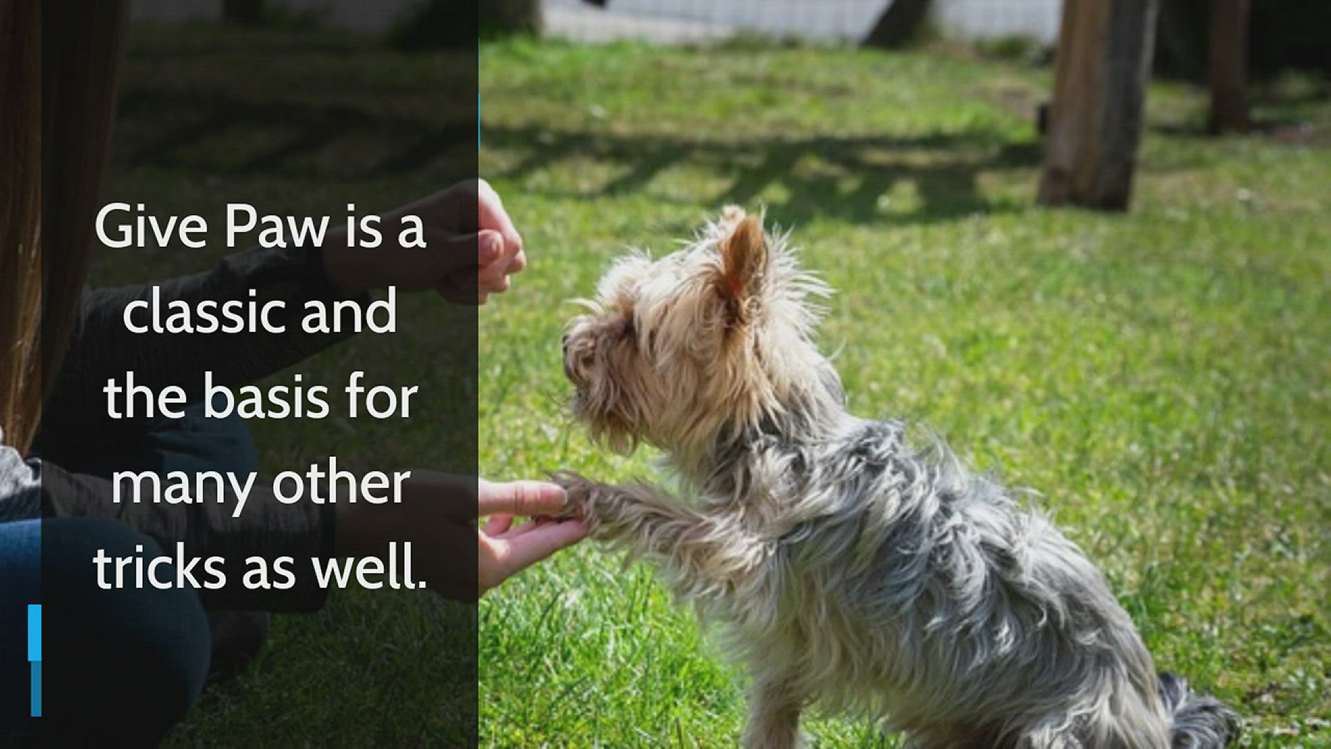 'Video thumbnail for Teaching a dog to give paw'