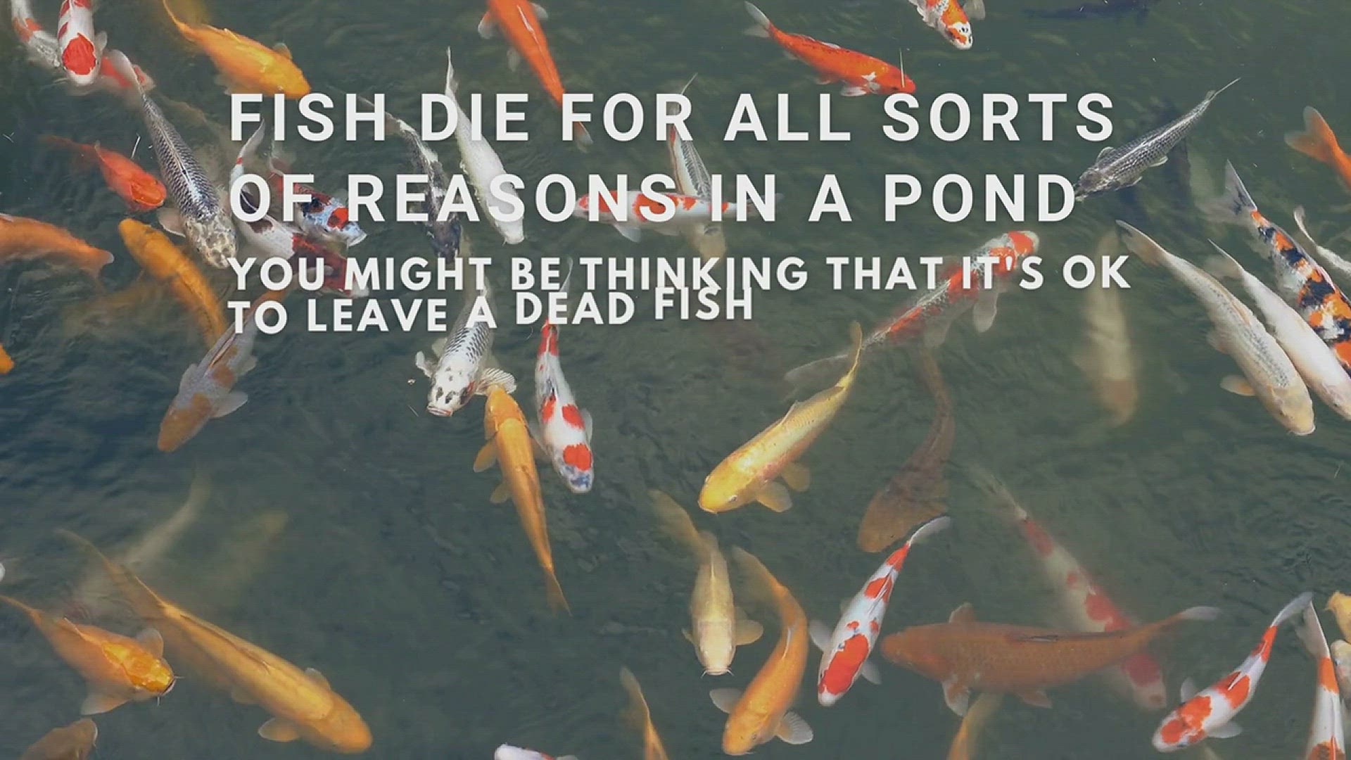 'Video thumbnail for This is why you should remove dead fish from a pond'