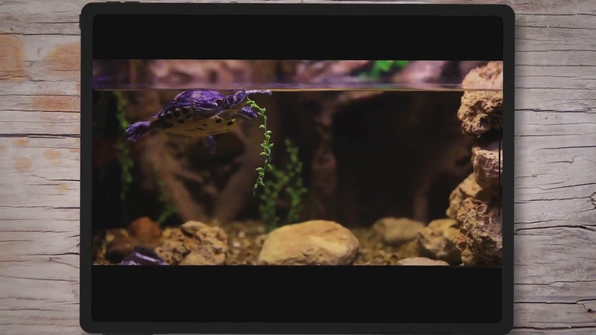 Video thumbnail for 7 Simple & Fail-Proof Steps For How To Repair Cracked Aquarium Glass