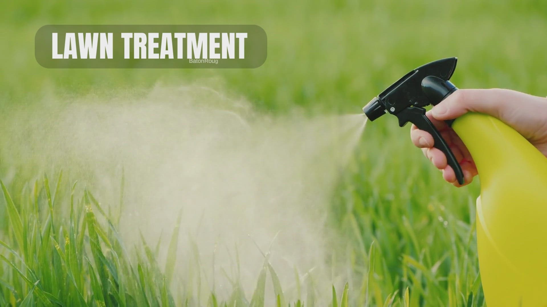 video of: Lawn Weed Tratment How To Get Rid Of Torpedo Grass, dallisgrass, Crabgrass 1