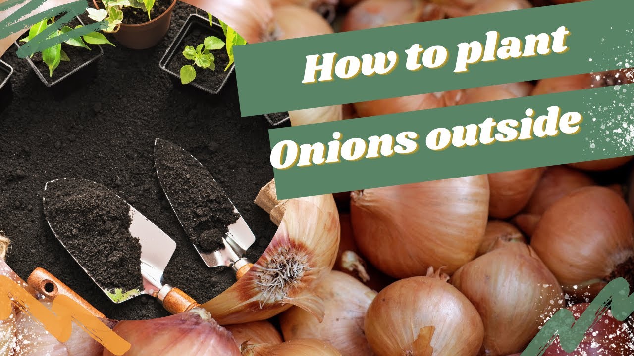 Video thumbnail for 🎥 ✅ How to Plant Onions Outdoors 🧅🌱 | Easy Step-by-Step Guide for a Big Harvest 🌿✨