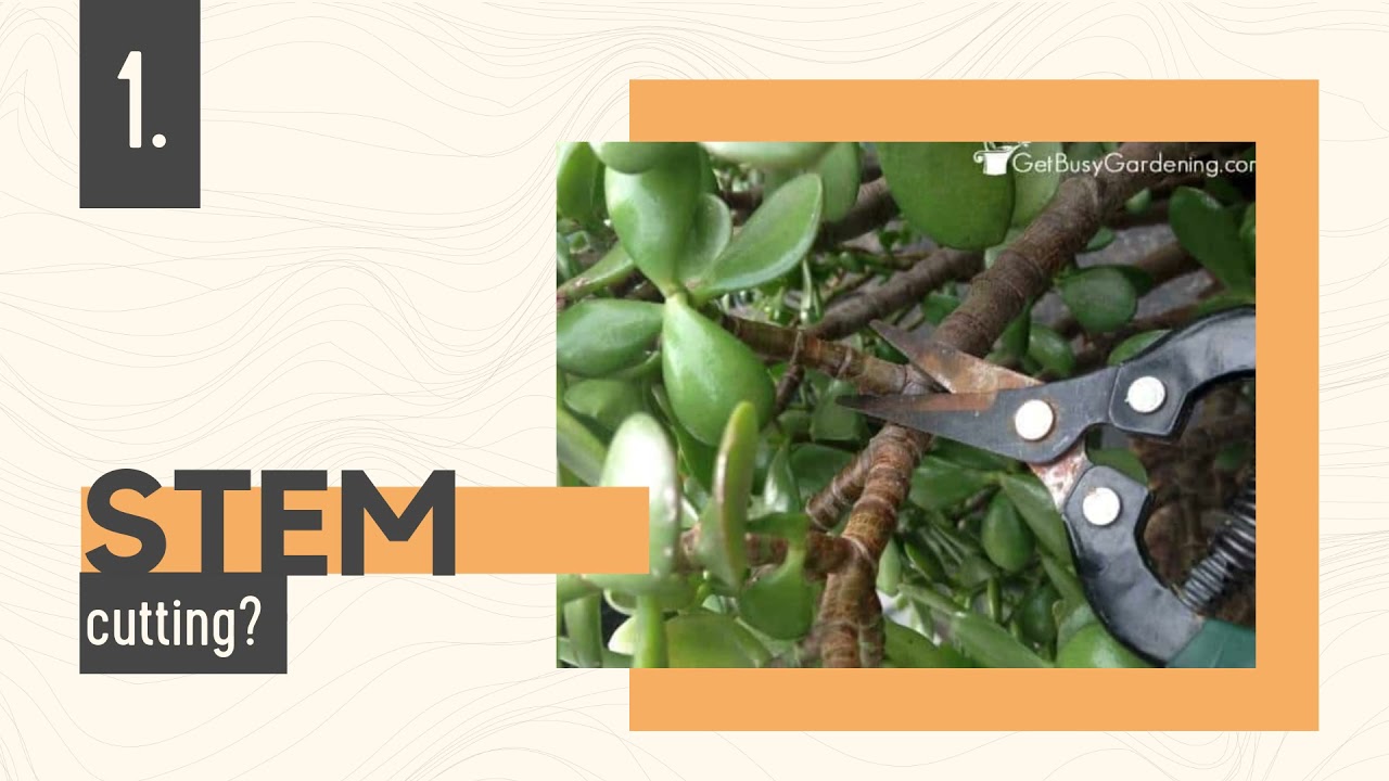 Video thumbnail for How to Grow Jade Plant from Cuttings?