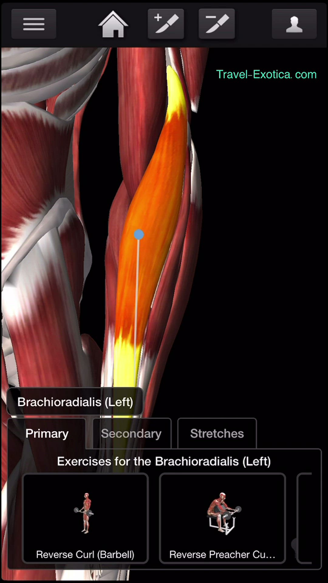 Video thumbnail for Bodybuilding - Forearms Workouts