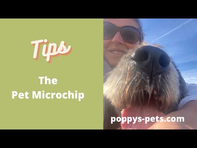 'Video thumbnail for Tips and Aftercare of the Pet Microchip '
