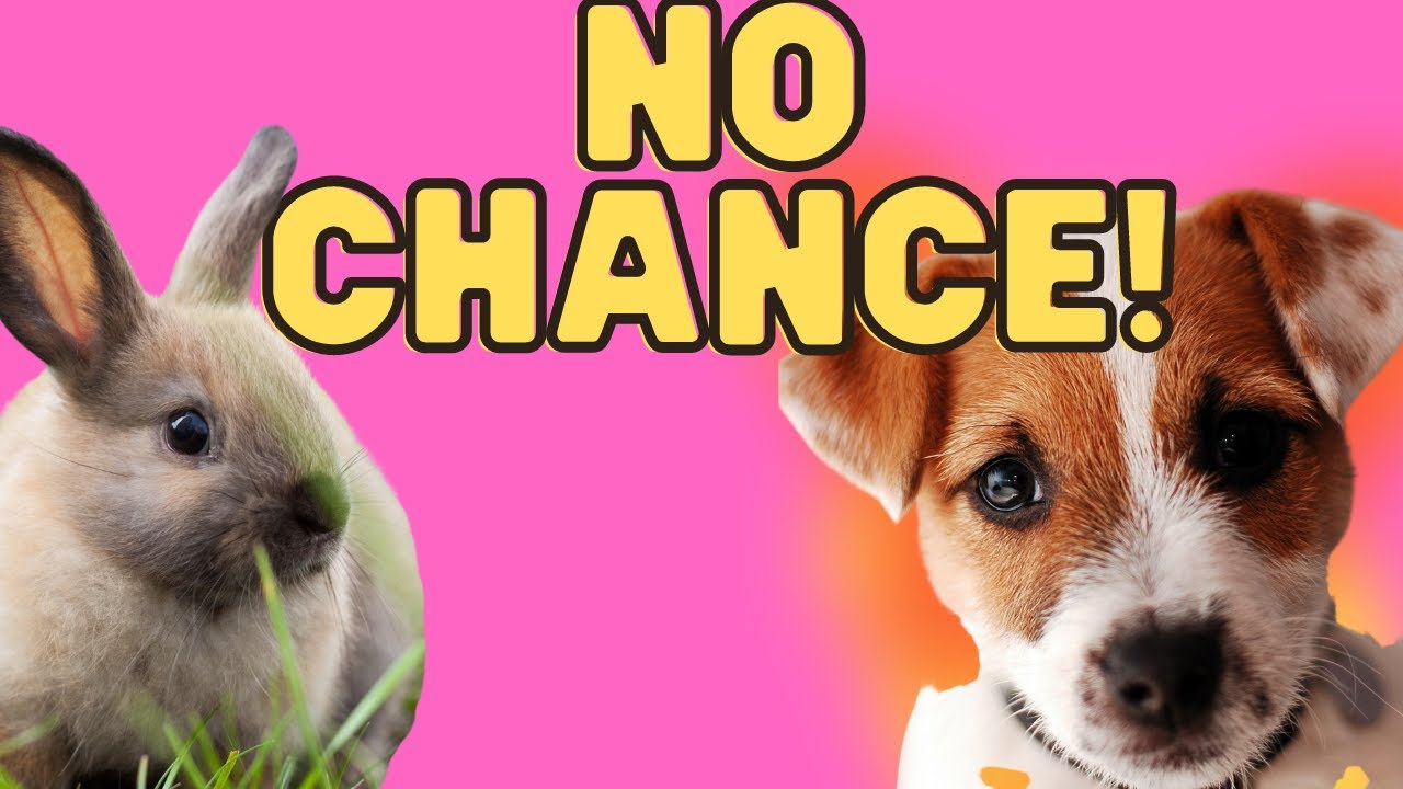 Video thumbnail for The Hunted: Jack Russell Terriers & Rabbits (Concerns, Tips and Advice)#terrierowner